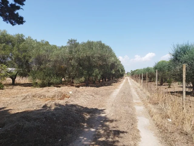 Appartamenti in Vendita - Terreno con trullo