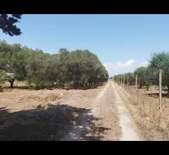 Appartamenti in Vendita - Terreno con trullo