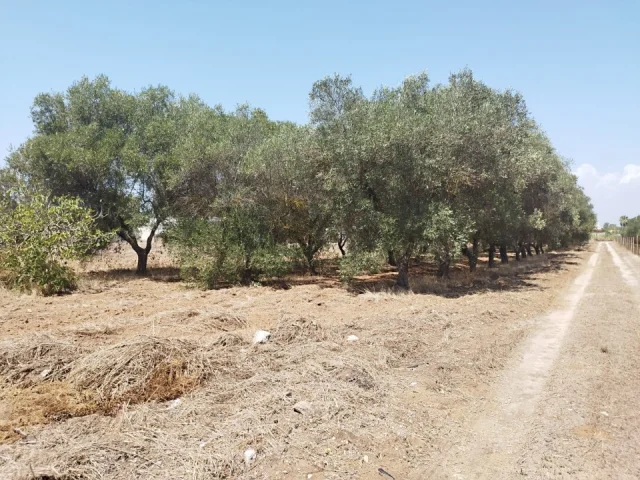 Appartamenti in Vendita - Terreno con trullo