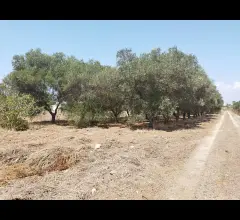Appartamenti in Vendita - Terreno con trullo