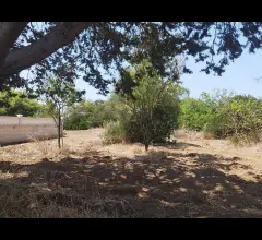 Appartamenti in Vendita - Terreno con trullo