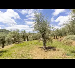 Appartamenti in Vendita - Terreno edificabile in vendita ad ortovero loc campi