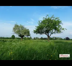 Terreno agricolo a corbetta