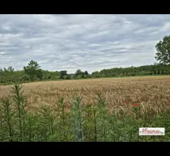Terreni agricoli a motta visconti
