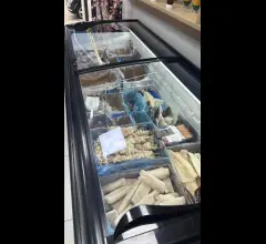 📍 cedesi attivitÀ di surgelati  -  come nuova