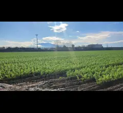 Appartamenti in Vendita - Terreno agricolo di 10.463 mq