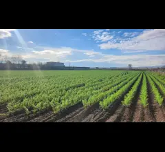 Appartamenti in Vendita - Terreno agricolo di 10.463 mq