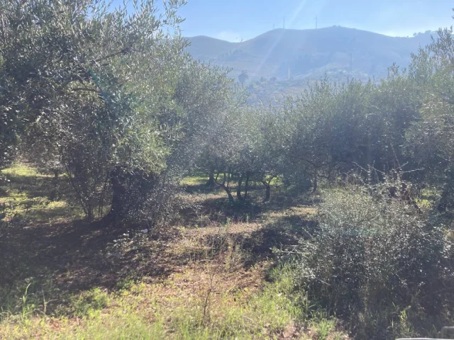 Appartamenti in Vendita - Via portella di palermo - unifamiliare + terreno