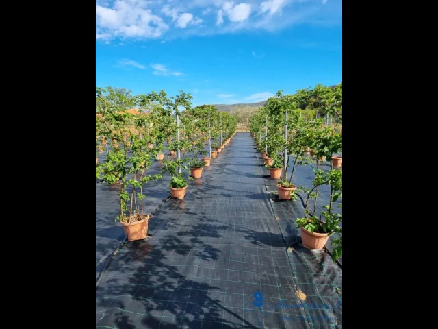 Appartamenti in Vendita - Albenga azienda agricola mq 7000 + casa mq 169 e accessori