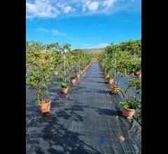 Appartamenti in Vendita - Albenga azienda agricola mq 7000 + casa mq 169 e accessori