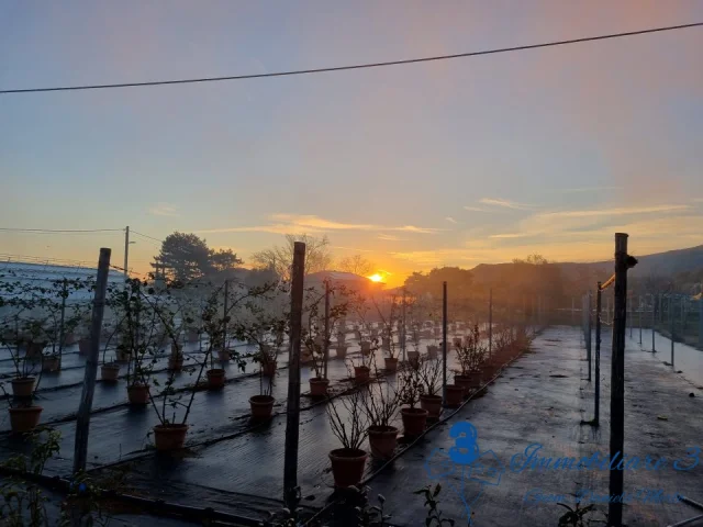 Appartamenti in Vendita - Albenga azienda agricola mq 7000 + casa mq 169 e accessori
