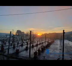 Appartamenti in Vendita - Albenga azienda agricola mq 7000 + casa mq 169 e accessori