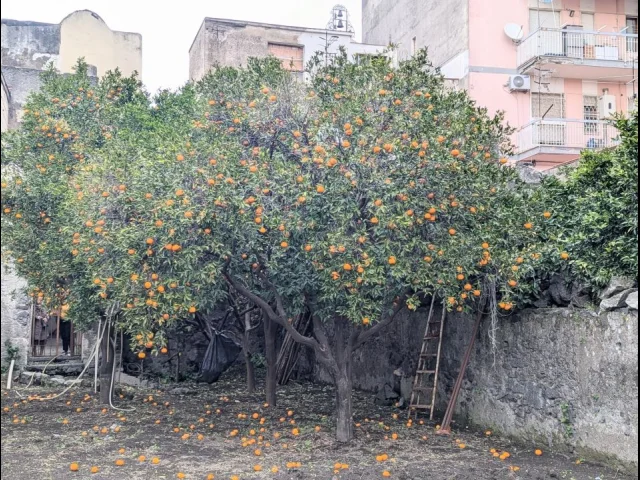 Appartamenti in Vendita - Semindipendente a piano terra con giardino a bosco