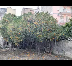 Appartamenti in Vendita - Semindipendente a piano terra con giardino a bosco