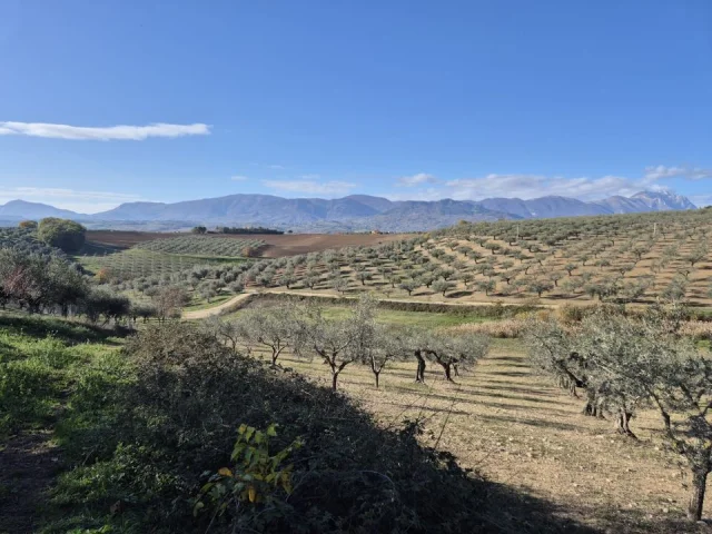 Terreno agricolo