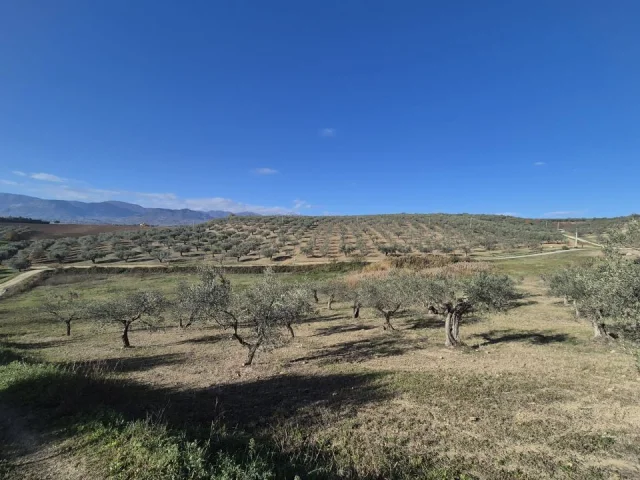Appartamenti in Vendita - Terreno agricolo