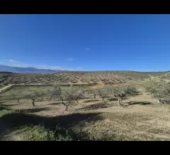 Appartamenti in Vendita - Terreno agricolo