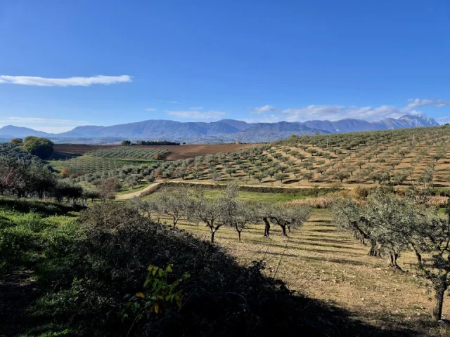 Appartamenti in Vendita - Terreno agricolo