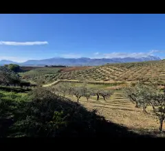 Appartamenti in Vendita - Terreno agricolo
