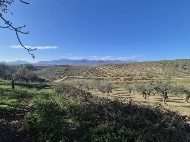 Appartamenti in Vendita - Terreno agricolo