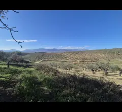 Appartamenti in Vendita - Terreno agricolo