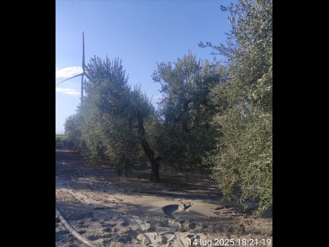 Appartamenti in Vendita - Terreno agricolo in vendita a cerignola tressanti