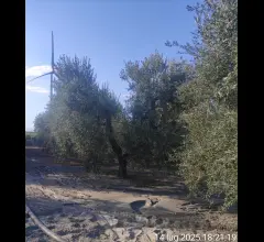 Terreno agricolo in vendita a cerignola tressanti
