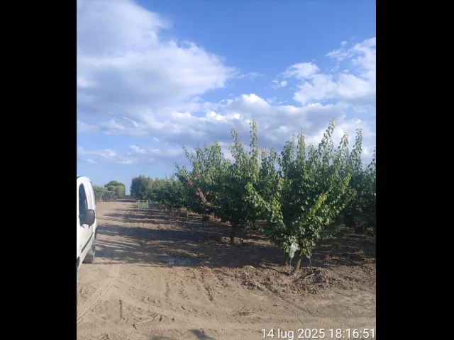 Appartamenti in Vendita - Terreno agricolo in vendita a cerignola tressanti