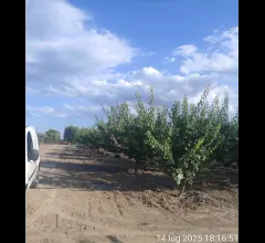 Appartamenti in Vendita - Terreno agricolo in vendita a cerignola tressanti