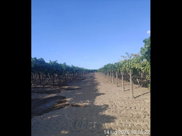 Appartamenti in Vendita - Terreno agricolo in vendita a cerignola tressanti