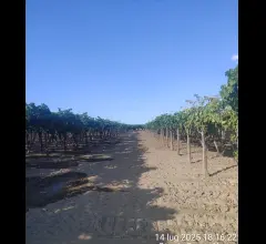 Appartamenti in Vendita - Terreno agricolo in vendita a cerignola tressanti