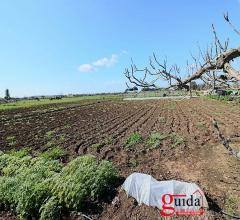 Case - Terreno agricolo con impianto di irrigazione e pozzo sorgivo