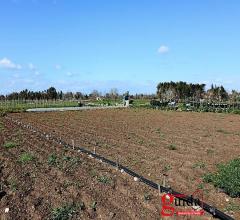 Case - Terreno agricolo con impianto di irrigazione e pozzo sorgivo