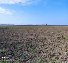 Terreno agricolo in vendita a cerignola iemma