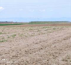 Appartamenti in Vendita - Terreno agricolo in vendita a cerignola iemma