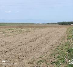 Appartamenti in Vendita - Terreno agricolo in vendita a cerignola iemma