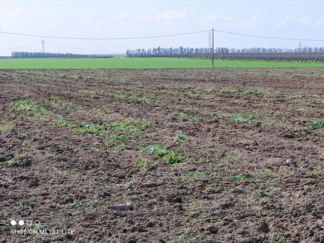 Appartamenti in Vendita - Terreno agricolo in vendita a cerignola iemma