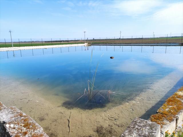 Appartamenti in Vendita - Terreno agricolo in vendita a cerignola iemma