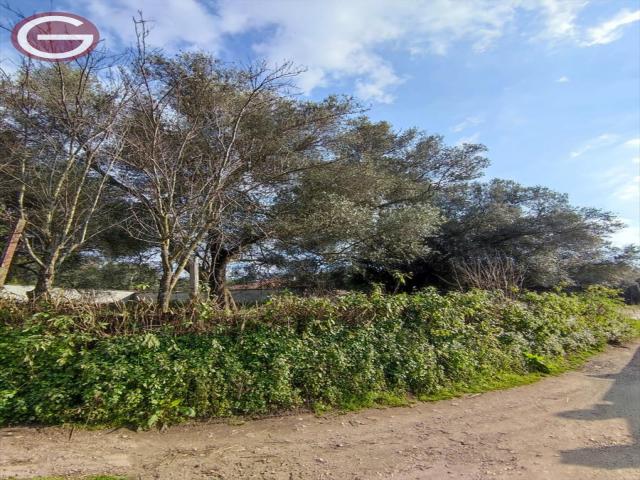 Appartamenti in Vendita - Terreno agricolo in vendita a taurianova semicentrale
