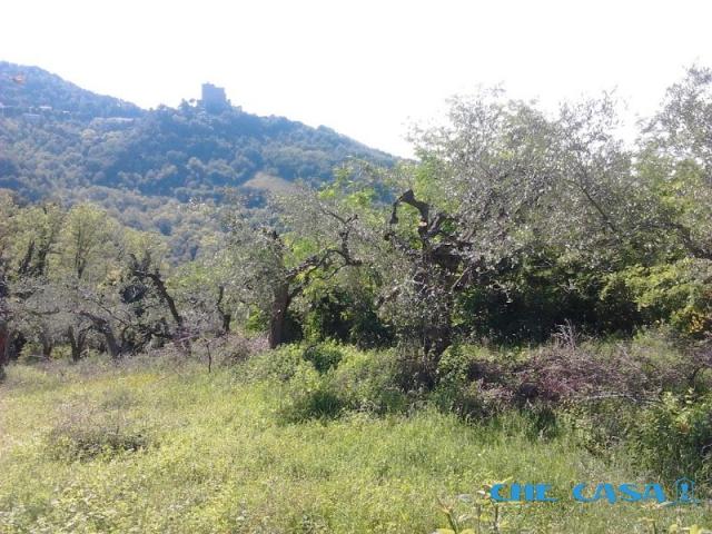 Case - Terreno agricolo a serbadone con ulivi