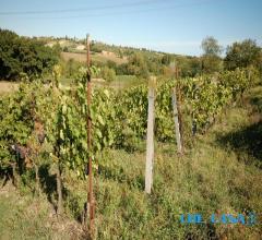 Case - Terreno agricolo a 1,5 km dal centro di morciano