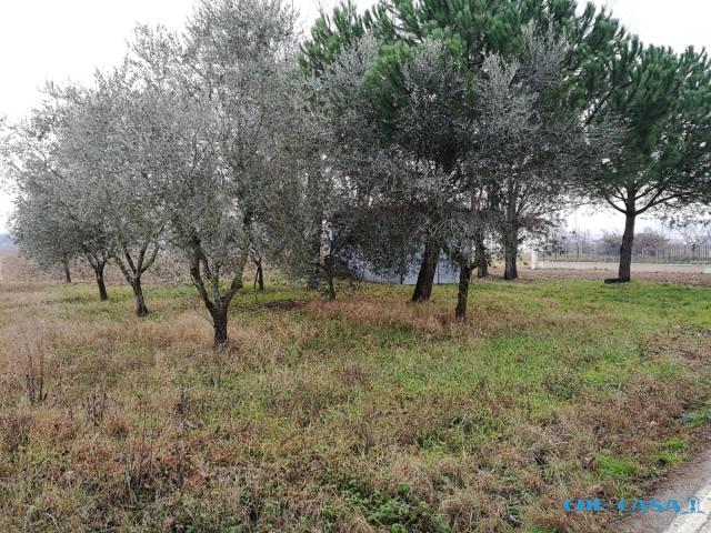 Case - Terreno agricolo di oltre 1 ettaro con capanno