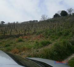 Castelnuovo m.dia - terreno agricolo coltivato 18300 mq