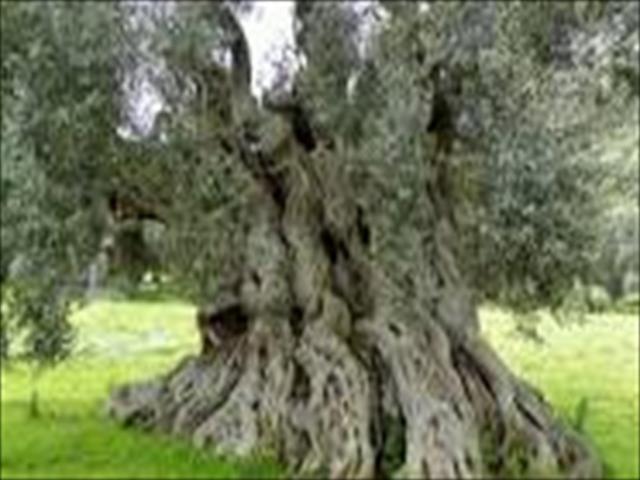 Appartamenti in Vendita - Terreno agricolo in vendita a monteroni di lecce in campagna