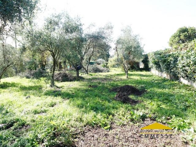 Case - Terreno agricolo in vendita a massa