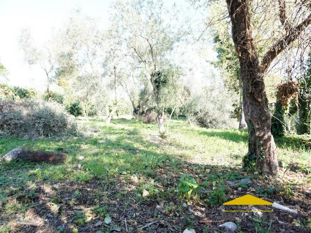 Appartamenti in Vendita - Terreno agricolo in vendita a massa