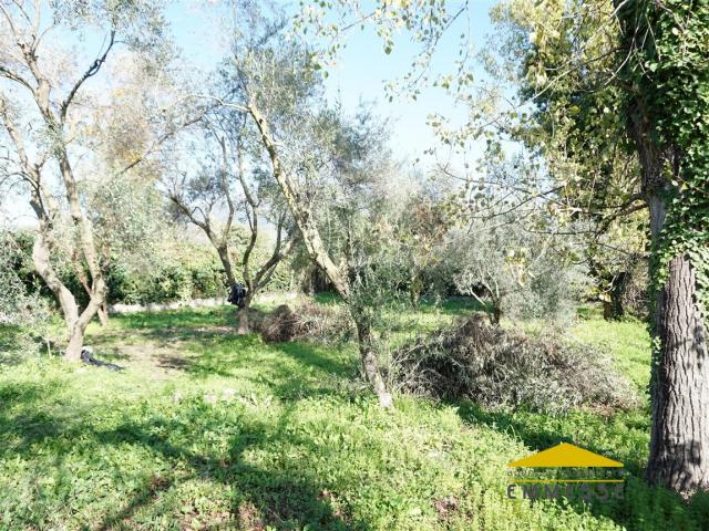 Case - Terreno agricolo in vendita a massa