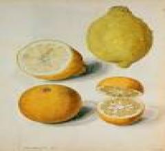 Beltel - solis citrus juicer 8453