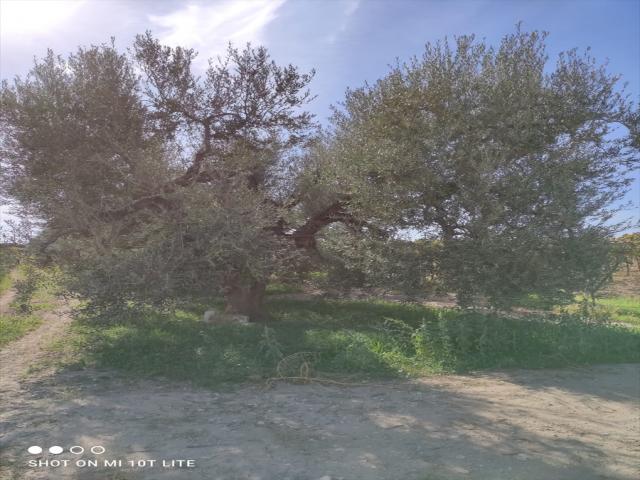 Appartamenti in Vendita - Terreno agricolo in vendita a cerignola via melfi