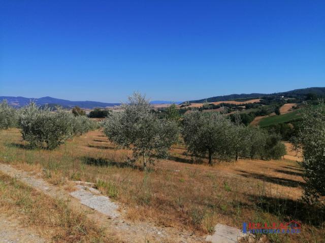 Terreno agricolo con pozzo